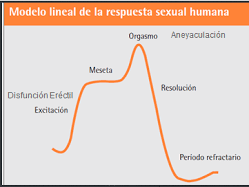 Fases de la respuesta sexual humana